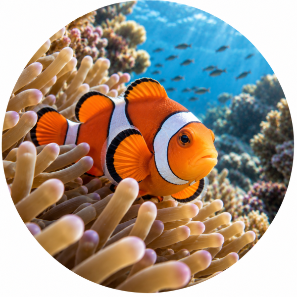 Datei:10c Clownfisch.png